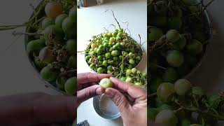 lasoda ka fruit amp achar  गुंदे का फल achar [upl. by Arjun501]