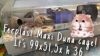 Hamster Ferplast Maxi Duna cage setup It’s 99x515x h 36 [upl. by Miquela304]