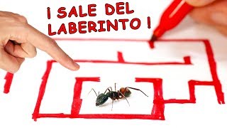 HORMIGA SALE DE LABERINTO DE TINTA ¿MITO O REALIDAD [upl. by Madlin]