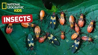 Find Out About Insects  Nat Geo Kids Insects Playlist [upl. by Keynes]