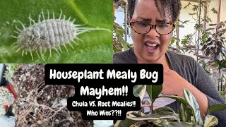 Houseplant Mealybug Mayhem [upl. by Aube]