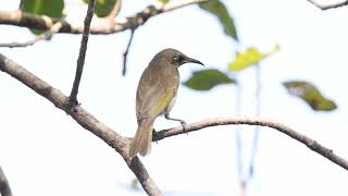 Brown Honeyeater at Fogg Dam Jul 2024 [upl. by Alyos]