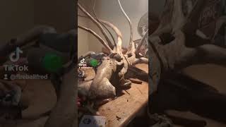 kraken driftwood project [upl. by Decima]