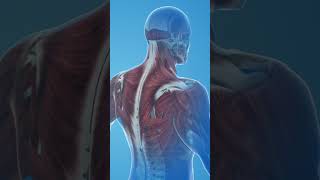 Back Muscles Latissimus Dorsi Trapezius and Rhomboids Explained [upl. by Lovmilla165]