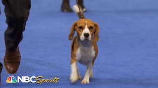 National Dog Show 2022 Hound Group Full Judging  NBC Sports [upl. by Assyle209]