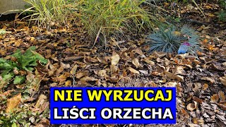 Nie Wyrzucaj Liści Orzecha Jak Wykorzystać Liście Orzecha Włoskiego Ściółkowanie Kompostowanie [upl. by Godfrey]