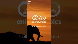 Get Ready for Animalympics Season 2 🐾🌟animalympics shorts animals olympics  Animal Planet [upl. by Alenson]