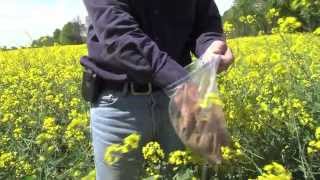 Growing Canola in Kentucky [upl. by Ramahs]