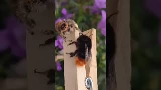 Bumblebee vs Jumping Spider A Fascinating Encounteryoutubeshorts shortvideo shorts science [upl. by Home]