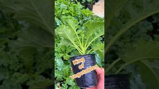 king of vegetables  how to grow kale  gardening  how long dose it take to grow kale [upl. by Selina840]