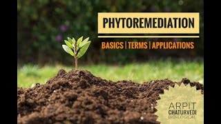 PHYTOREMEDIATION  BASICS  TERMS  APPLICATIONS  BIOLOGICAL [upl. by Mackie995]