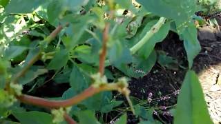 Plant ID Spiny pigweed Amaranthus spinosus [upl. by Ahtnamas]