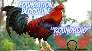 Roundhead  The 4 Foundation Bloodlines Part 3 [upl. by Janerich]