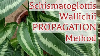 How I Divide And Propagate Schismatoglottis Wallichii House Plant [upl. by Nilauqcaj]