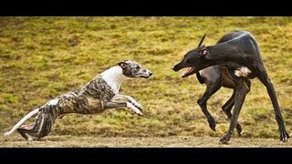 Whippet and Greyhound playing [upl. by Arihsat]