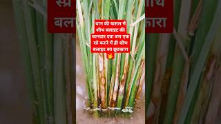 धान में शीथ बलाइट रोग की सबसे बेस्ट दवा 💥 shorts agriculture paddy mybestkheti [upl. by Annawyt661]