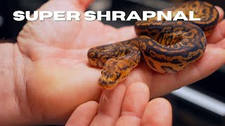 Daytona Reptile Breeders Expo 2024 [upl. by Appel]