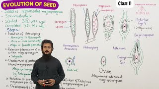 Evolution of seed [upl. by Ayekram37]