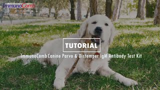 ImmunoComb Canine Parvovirus and Distemper IgM Antibody Test Kit  Tutorial [upl. by Miah237]