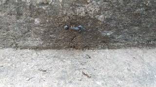 ants fighting other ants ants creepers animal animalfight usa russia japan uk uzbekistan [upl. by Adamo]