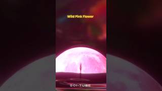 Pink Moon On 23 April 2024 science space moon [upl. by Utham]