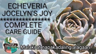 79100 Echeveria Jocelyns Joy Succulent Care Guide  Mabilis lumaki as compared sa ibang Succulents [upl. by Encrata]