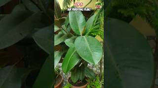 Best air purifier plants for home airpurifier airpurifierplant trendingshorts shorts [upl. by Leahcimaj]