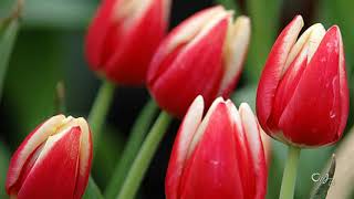 You must see  Music Andre Rieu    Waltz Tulips in double colors [upl. by Bodkin480]