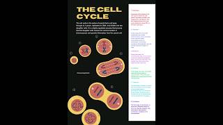 The cell cycle and its phases Cell cycle Cell division cellcycle [upl. by Catarina190]