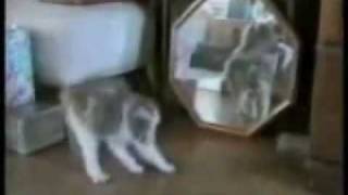 Bloopers De Perros y Gatos [upl. by Eimmak]