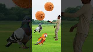 Rounding coconut to Peacock Pigeon Duck amp Parrot  Birds names magic video [upl. by Rance]