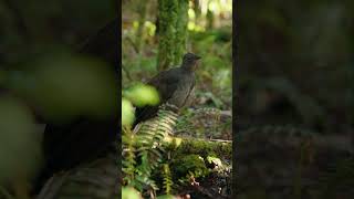 عازف الغابة المقلد Lyre bird Lyrebird NatureWonders SoundMimicry ForestSinger [upl. by Enilram309]