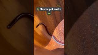 Kauai’s 🏝️ only snake the brahminy blind snake🐍 Lives in the dirt with earthworms 🪴🪱 [upl. by Yrrak]