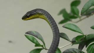 Common Tree Snake 2 [upl. by Aremat]