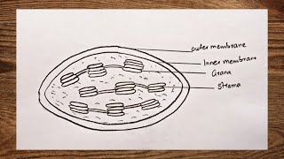 How To Draw Chloroplast Diagram Step by step [upl. by Sirdna]