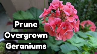 How to Prune Overgrown Geraniums amp Take Cuttings The Easy Way 🌸🌱 Pelargonium Propagation [upl. by Lalitta]