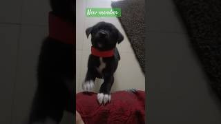 Cute puppynew memberbarking viralshortsyoutubeshortsanimallabradorso cute baby dogpuppy [upl. by Anilak]