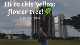 Tree with Yellow Flowers  Singapore 😘🍀 Shortsvideo  Shorts [upl. by Olvan]