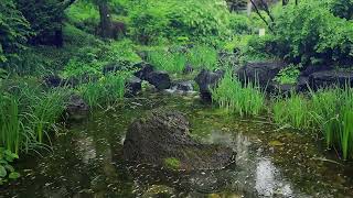 The quiet sound of rain in a small pond on a rainy day [upl. by Ilujna]