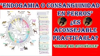 quotConsanguinidad o Endogamia En Perrosquot ¿Es aconsejable practicarla quotJUNIOR THE ROTTWEILERquot [upl. by Yemarej]