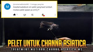 Pelet untuk treatment mutiara channa asiatica ws [upl. by Petunia]