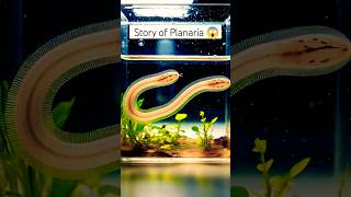 Story of Planaria 😱 planaria facts allahkiqudrat eshaalnaat shorts [upl. by Anaira343]