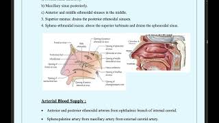 anatomy of the paranasal sinuses [upl. by Esekram420]