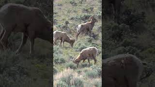 Big Horn Sheep on Colorado River Headwaters Scenic Byway Near Kremmling Colorado [upl. by Amitak]