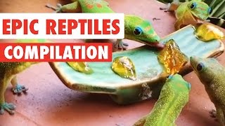 Epic Reptiles Video Compilation 2020 [upl. by Drabeck83]