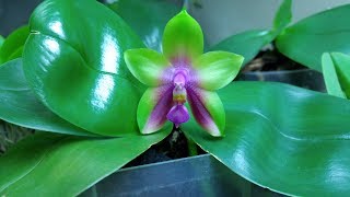 Orchid in bloom 2019  Phalaenopsis LDs Bear Queen [upl. by Reich]