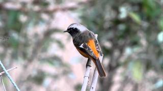 Daurian Redstart FullHD JH1RNZ [upl. by Fenner]