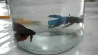 BETTA FISH FIGHT NO1 [upl. by Goltz]