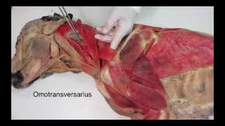 Veterinary anatomy dog muscles thoracic limb 1 of 3 [upl. by Jock356]