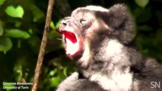 Some lemurs sing in sync  Science News [upl. by Iahs]